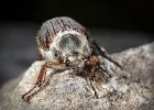 01) Cockchafer Beetle.jpg